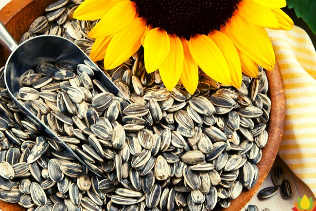 सनफ्लावर सीड्स झुर्रियों को करे कम