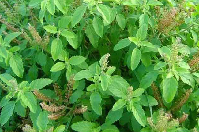 तुलसी से करें छाती के दर्द का घरेलू उपचार (Tulsi for Heart Pain in Hindi)