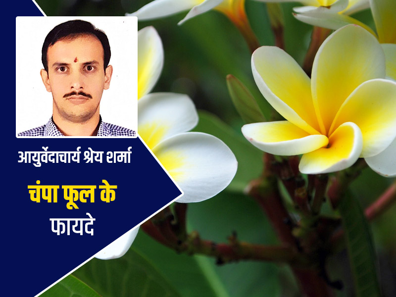 चंपा का फूल है कई बीमारियों में उपयोगी, जानें इसके 5 फायदे और प्रयोग करने का तरीका