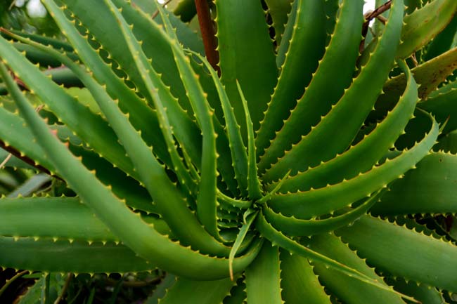 6. आर्मपिट की बदबू दूर करने के लिए इस्तेमाल करें एलोवेरा (Alovera plant)