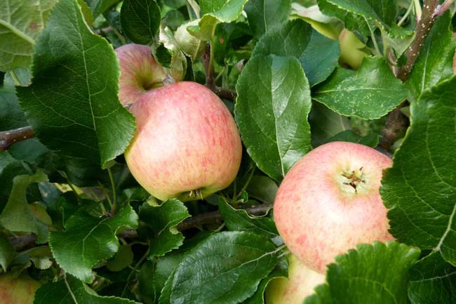 4. सेब की पत्तियों से भगाएं आर्मपिट स्मेल (Apple leaves)