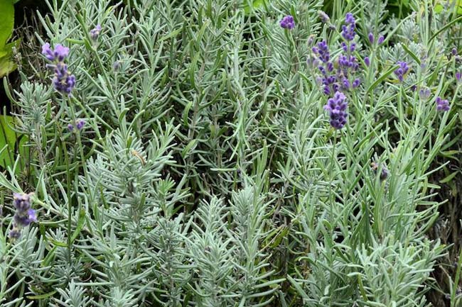 2. लैवेंडर प्लांट से मिटेगी बगल की बदबू (Lavender plant)
