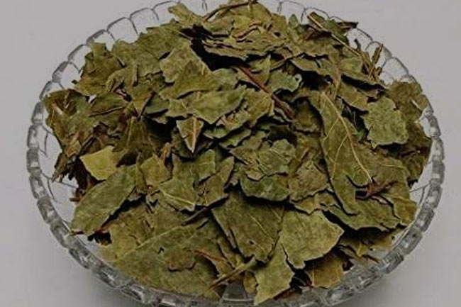 6. टीबी है तो बेलपेत्र का करें इस्तेमाल (Benefit of using belpatra in tuberculosis)