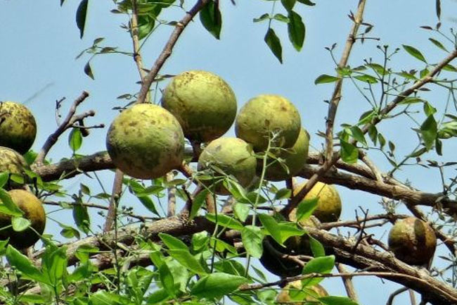 9. ल्यूकोरिया की बीमारी को दूर करता है बेलपत्र (Belpatra cures white discharge or leucorrhea)