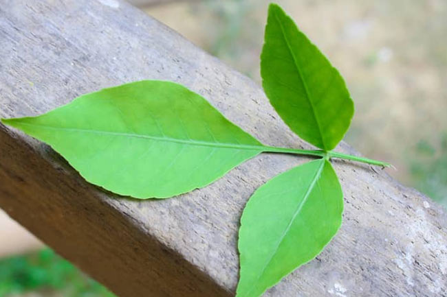 5. बालों से जुड़ी समस्याओं को दूर करता है बेलपत्र (Use belpatra for hair problems)
