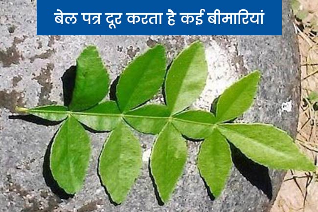 बेलपत्र के फायदे (Benefits of Belpatra)