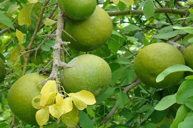 4. मुंह के छाले ठीक करे बेलपत्र (Belpatra cures mouth ulcer)