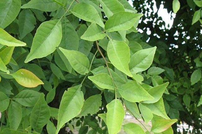 7. कान में खुजली, बहरापन आदि समस्याओं को दूर करे बेलपत्र (Belpatra cures ear problems)