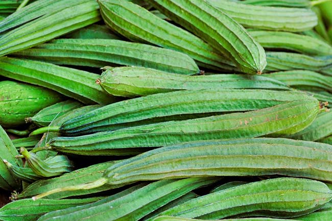 तोरई