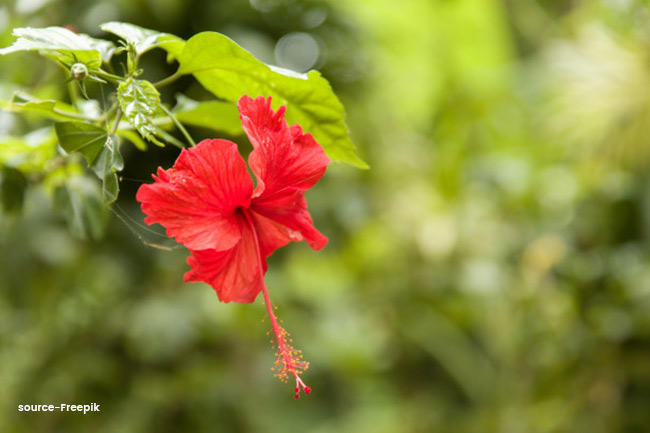 गुड़हल