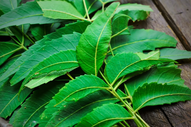 Neem