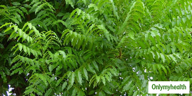 neem leaves health benefits