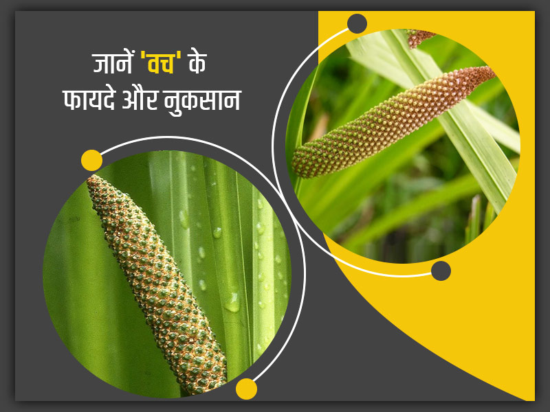 Sweet Flag/Vacha: 'वच' के उपयोग से सेहत को होते हैं ये 8 फायदे, जानें नुकसान भी