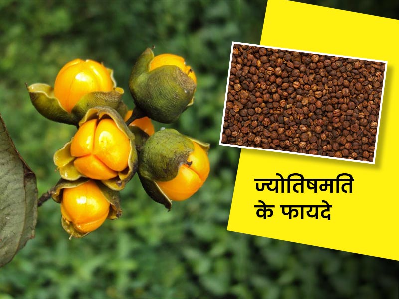 बुद्धि तेज करने और सिर का दर्द दूर करने जैसी इन 6 समस्याओं में फायदेमंद है मालकांगनी (ज्योतिषमती)