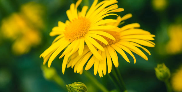 arnica flower benefits