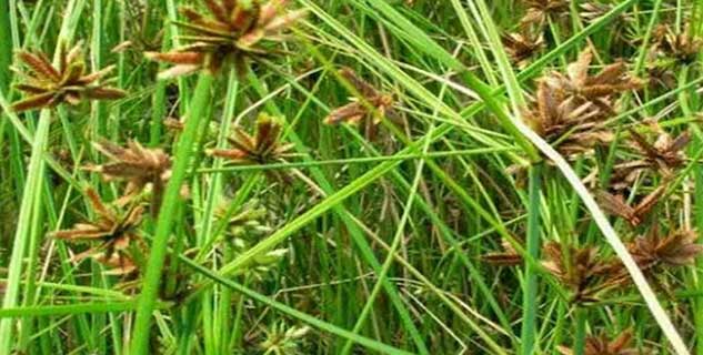 inside1_Nagarmothabenefits