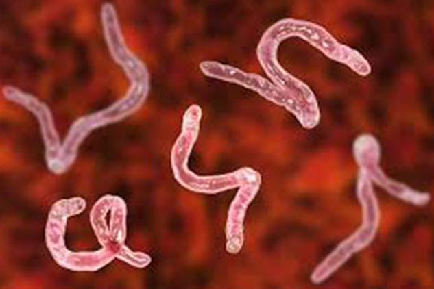 hookworm