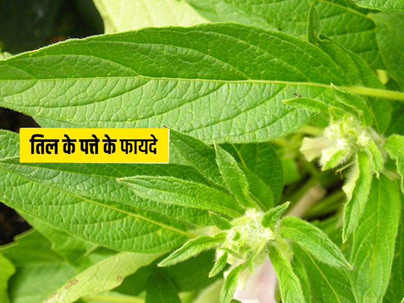 तिल के पत्ते खाने से सेहत को मिलते हैं ये 5 जबरदस्त फायदे