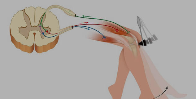 Inside1motorneuron