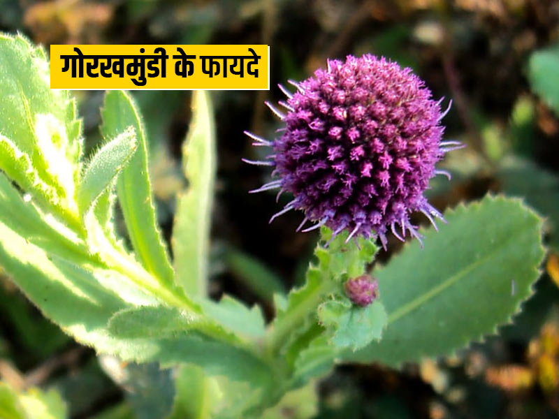 गोरखमुंडी के पौधे से शरीर को होते हैं ये 5 फायदे, जानें कैसे करें इसका उपयोग
