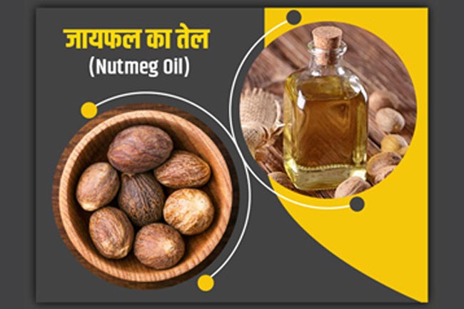 जायफल का तेल