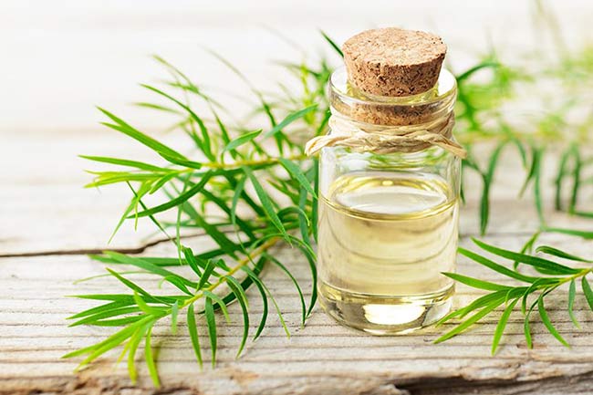 6) टी ट्री ऑयल (Tea Tree Oil)