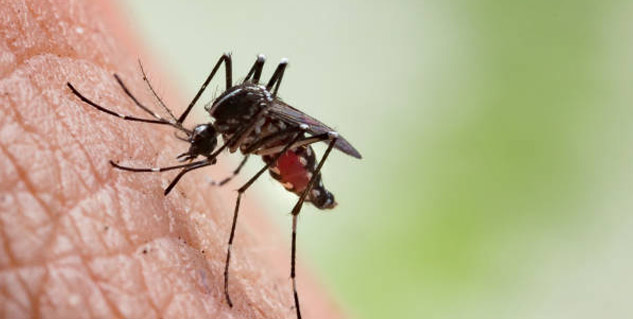 Dengue-Mosquito-Bite-Time