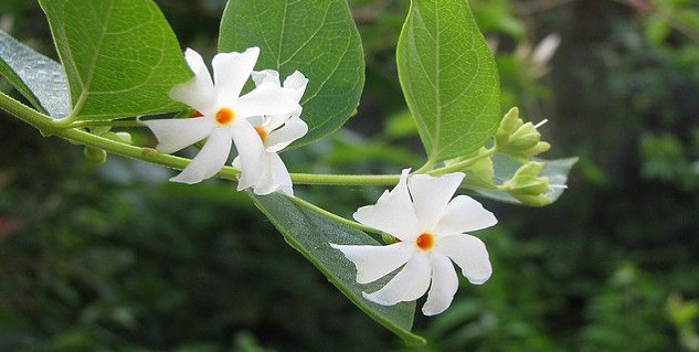 Night Jasmine Benefits in Hindi