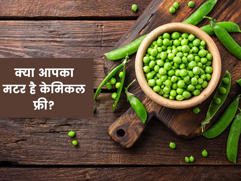 हरे मटर खरीदने से पहले करें इसकी शुद्धता की जांच, FSSAI से जानें इसके लिए आसान ट्रिक