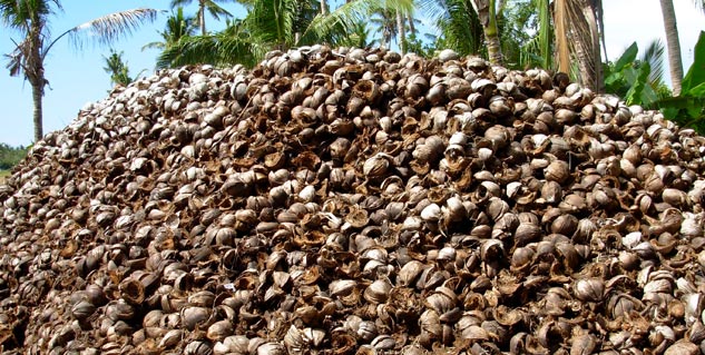 coconut husk benefits