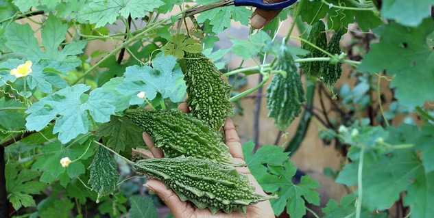 bitter gourd root benefits