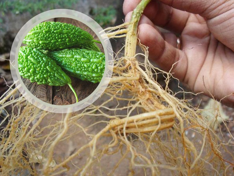 करेले की जड़ से दूर होती है शरीर की ये 5 समस्याएं, जानें प्रयोग का तरीका