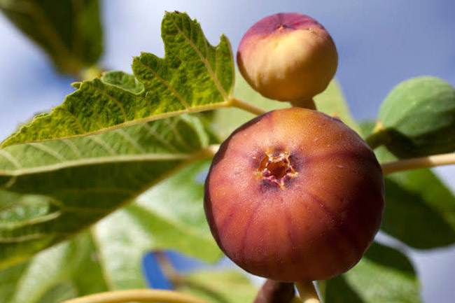 Fig leaf