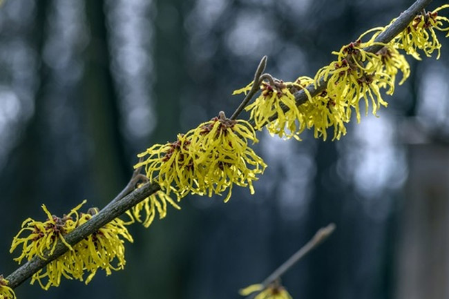 Witch hazel