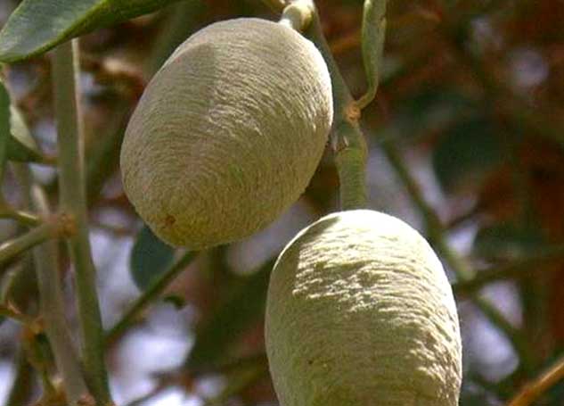 hingot fruit benefits