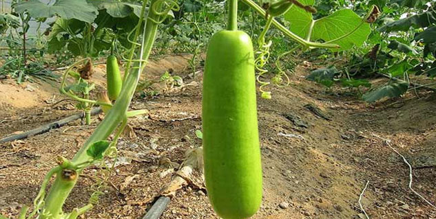 lauki seeds benefits