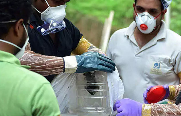 nipah virus