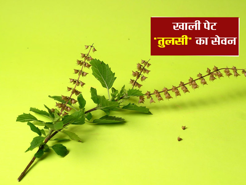 खाली पेट 'तुलसी की पत्तियां' खाने के 5 फायदे