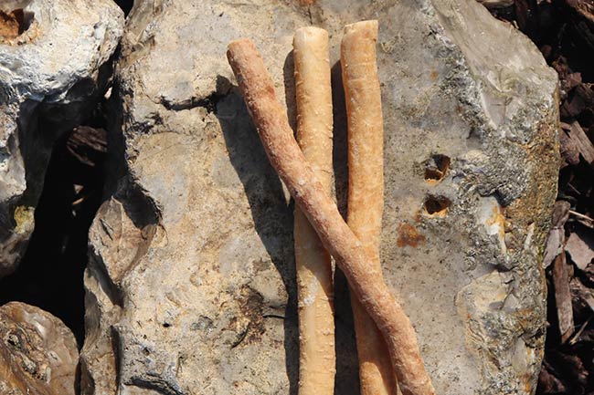 5. मुंह के बाहर या आसपास फंगल इंफेक्शन को दूर करे मिस्वाक (Miswak prevents fungal infection)
