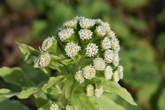 Butterbur