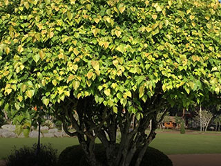 कई बीमारियों को दूर करती है पीपल की जड़, जानें इसके 10 आयुर्वेदिक लाभ और प्रयोग का तरीका