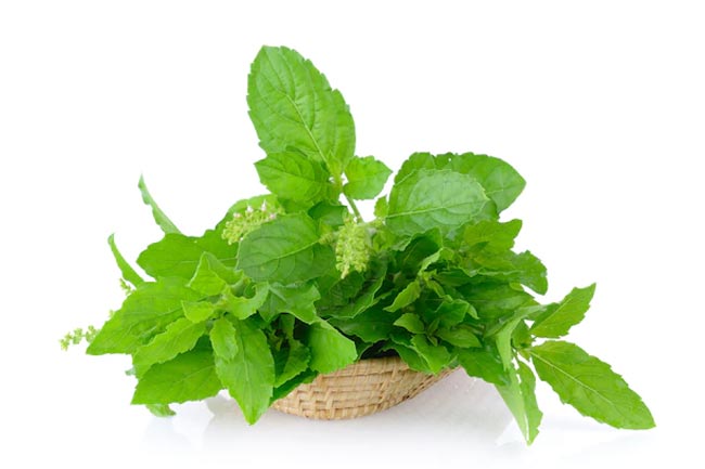 Basil leaves
