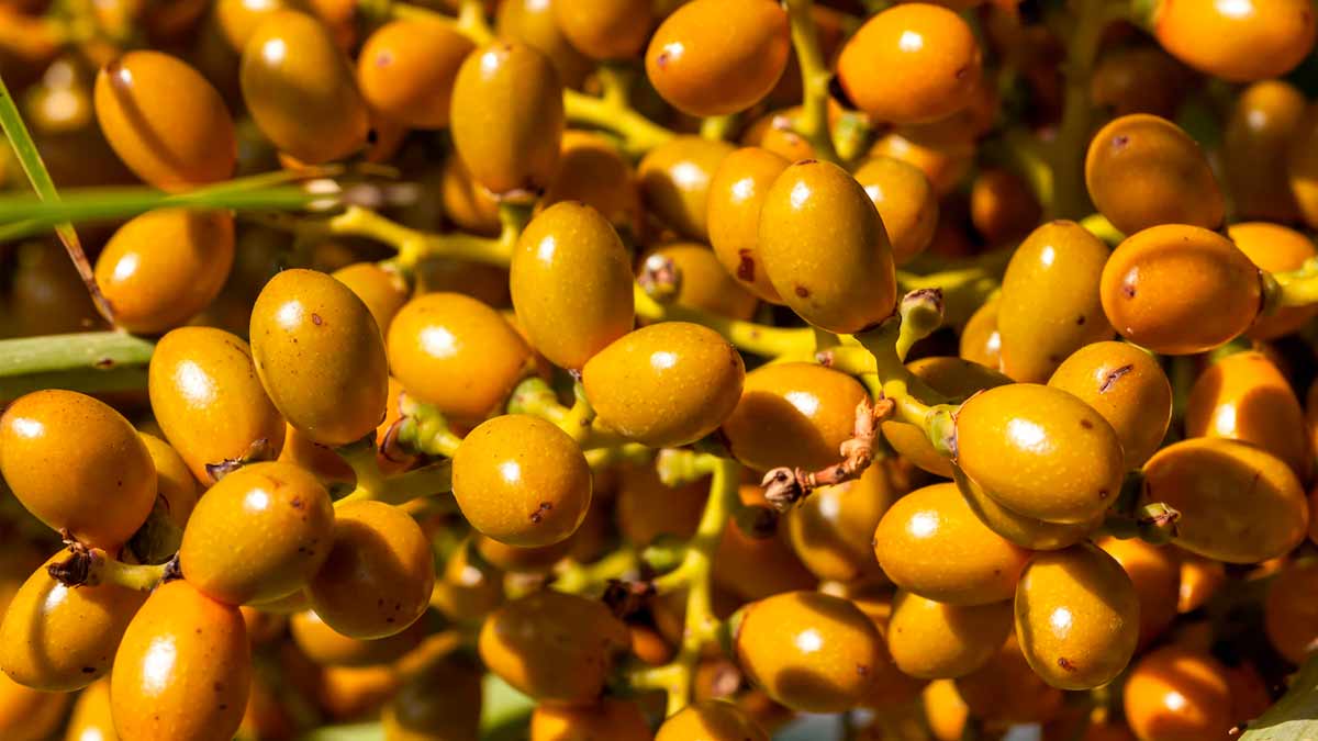 Raw Dates Benefits And Side Effects In Hindi