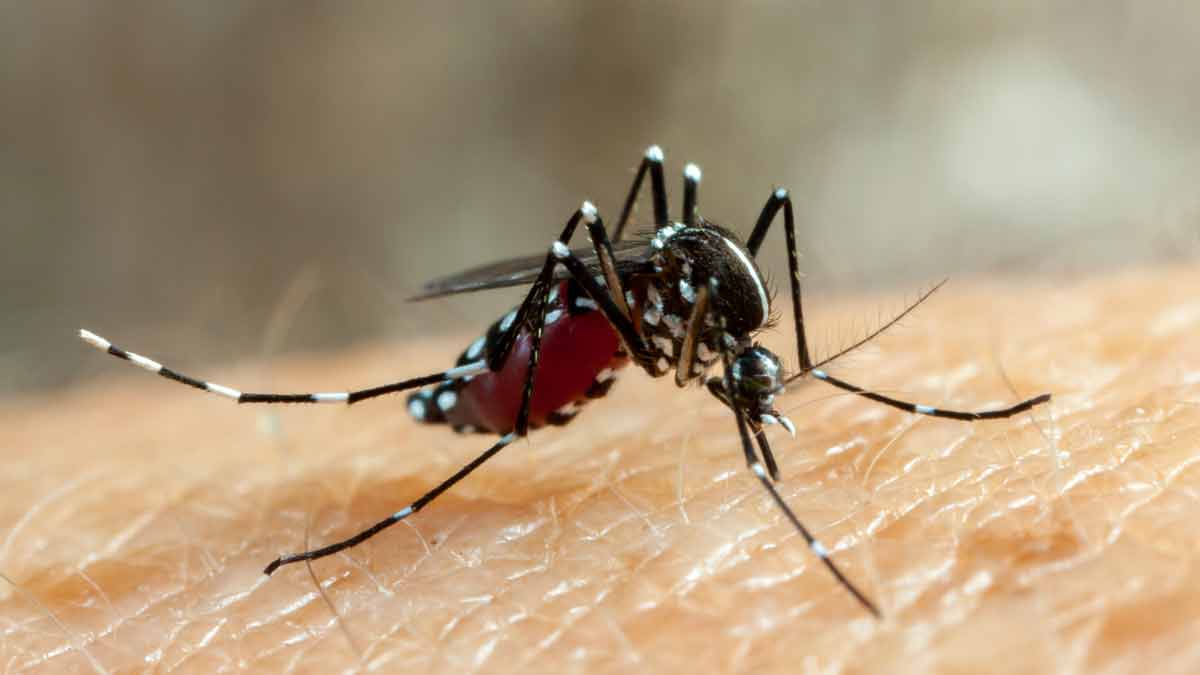 Which Mosquitoes Are More Dangerous