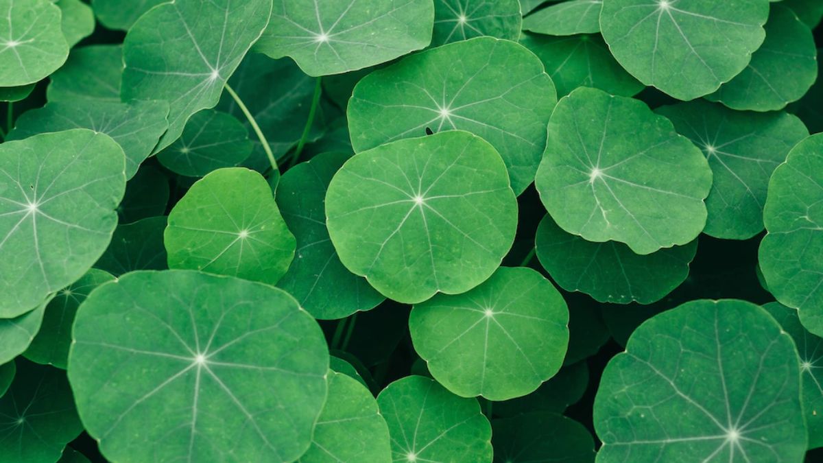 Gotu Kola Herb Benefits for Weight Loss