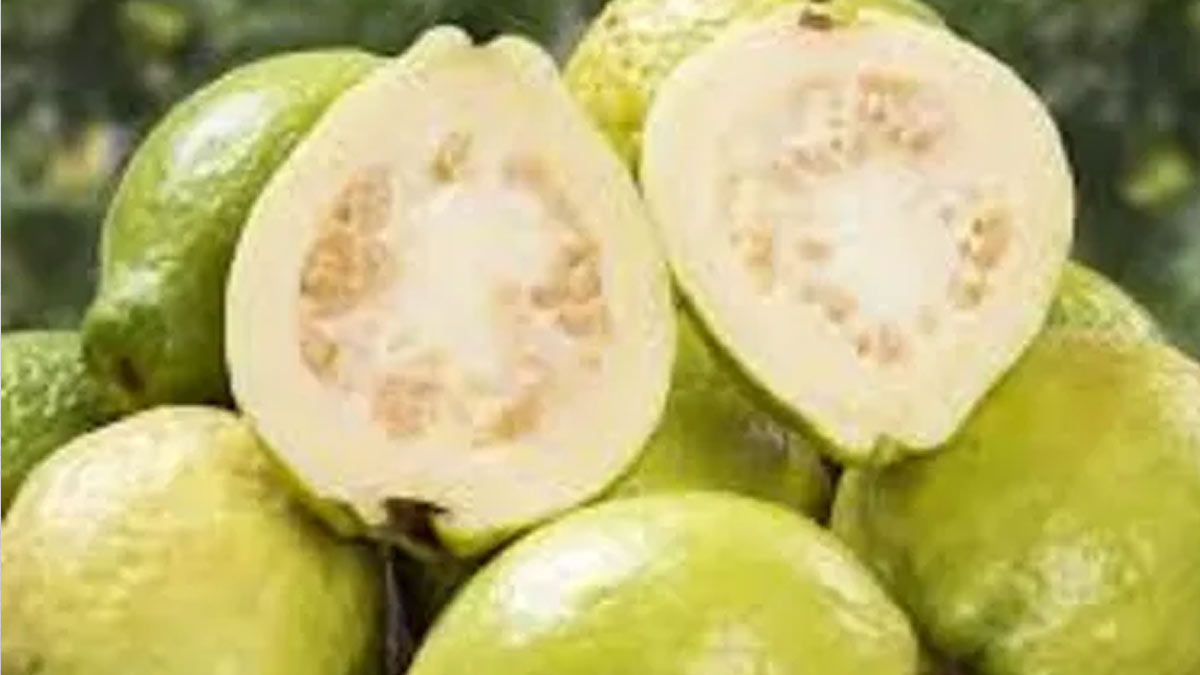 guava
