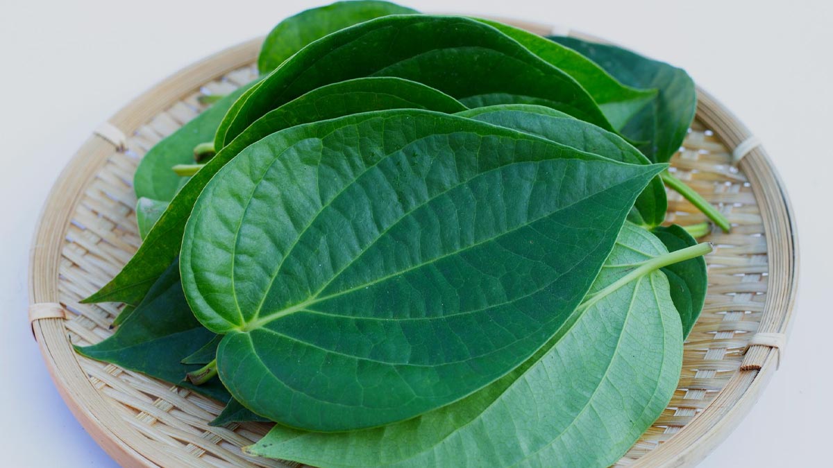 Paan-Hair-Mask