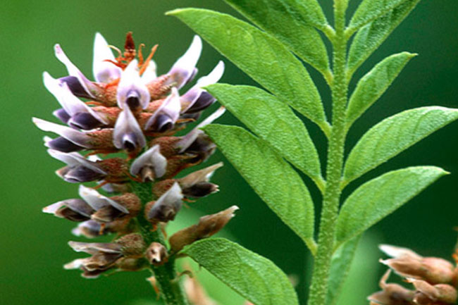 6. मुलेठी की जड़ (licorice root for weight gain)