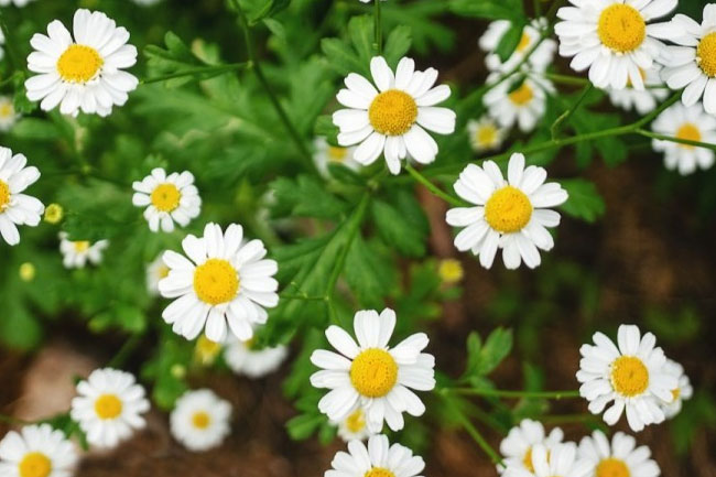 2. वजन बढ़ाने के लिए कैमोमाइल (chamomile for weight gain)