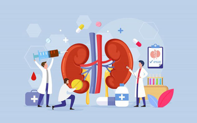 Kidney removes toxins from the body